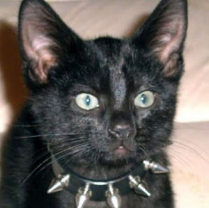 Meet your Posher, Theo